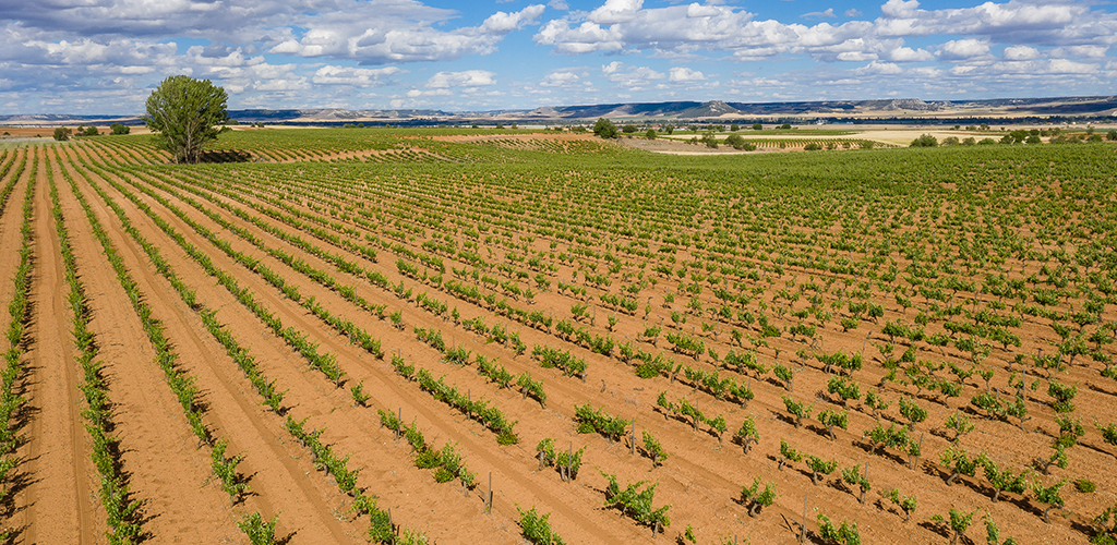 Viñedos Bodega Cooperativa Cigales. Comarca Cigales