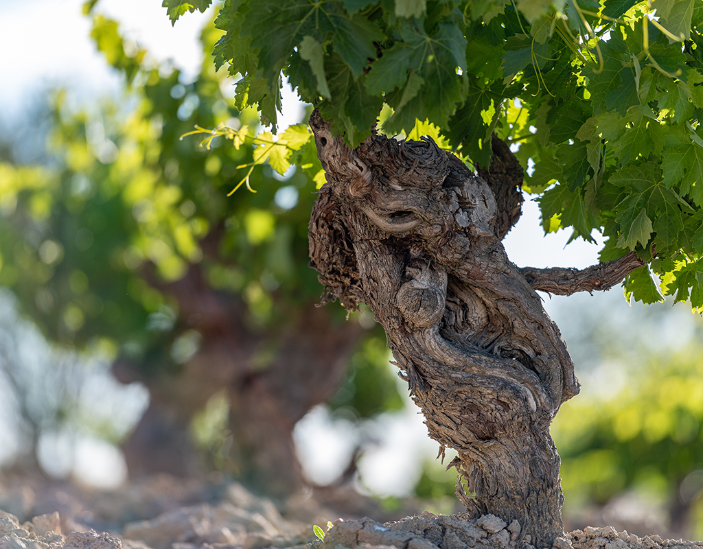 Viñedos Bodega Cooperativa Cigales