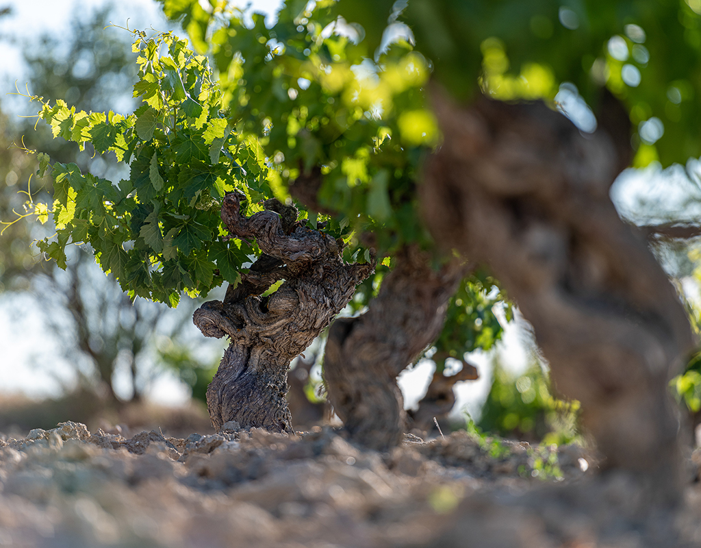 Viñedos Bodega Cooperativa Cigales